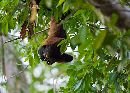 Red-backed bearded saki